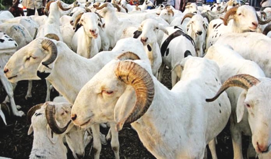 Port-Bouët/ Aid El Kébir : Le gouverneur Ibrahim Konaté offre 115 moutons et 05 bœufs aux fidèles musulmans