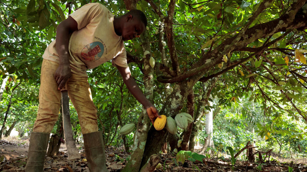 Prix du kilo de cacao à 1200 f : Des associations de producteurs déposent des préavis de grève