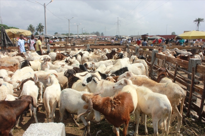Bouaké-Célébration de l’Aïd El Kebir : Vendeurs et acheteurs de moutons dans l’incertitude